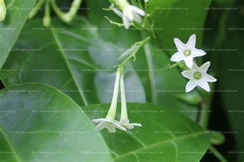 夜來香 植物|夜香樹(夜丁香):植物形態,生長習性,分布範圍,繁殖方法,栽培,扦插。